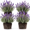 Lavender Plants Live – Set of 4 Blue Purple Lavender Herb Starter Plants 4-6 Inches Tall - Image 1