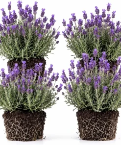 Lavender Plants Live – Set of 4 Blue Purple Lavender Herb Starter Plants 4-6 Inches Tall - Image 1
