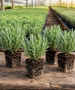 Lavender Plants Live – Set of 4 Blue Purple Lavender Herb Starter Plants 4-6 Inches Tall - Image 4