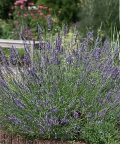 Lavender Plants Live – Set of 4 Blue Purple Lavender Herb Starter Plants 4-6 Inches Tall - Image 5