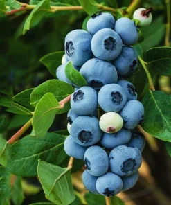 Legacy Blueberry Plant – Live Berry Bush – Vaccinium Corymbosum – 4-8 inches - Image 2