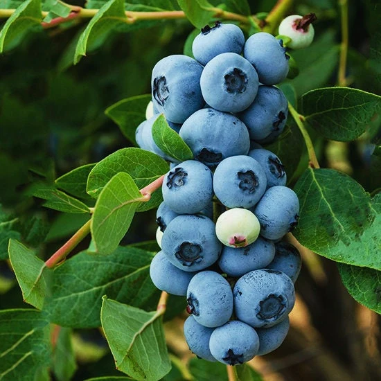 Legacy Blueberry Plant – Live Berry Bush – Vaccinium Corymbosum – 4-8 inches - Image 2