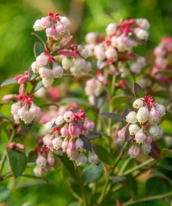 Legacy Blueberry Plant – Live Berry Bush – Vaccinium Corymbosum – 4-8 inches - Image 3