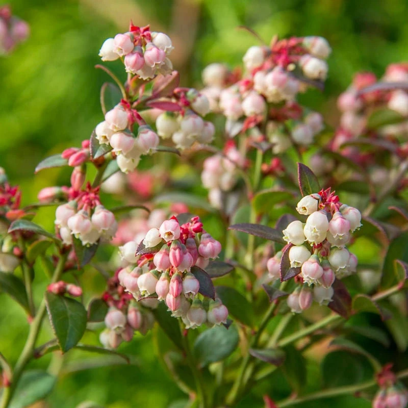 Legacy Blueberry Plant – Live Berry Bush – Vaccinium Corymbosum – 4-8 inches - Image 3