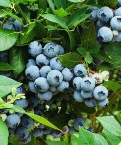 Legacy Blueberry Plant – Live Berry Bush – Vaccinium Corymbosum – 4-8 inches - Image 4