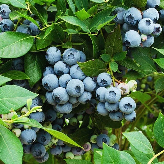 Legacy Blueberry Plant – Live Berry Bush – Vaccinium Corymbosum – 4-8 inches - Image 4