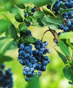 Legacy Blueberry Plant – Live Berry Bush – Vaccinium Corymbosum – 4-8 inches - Image 6