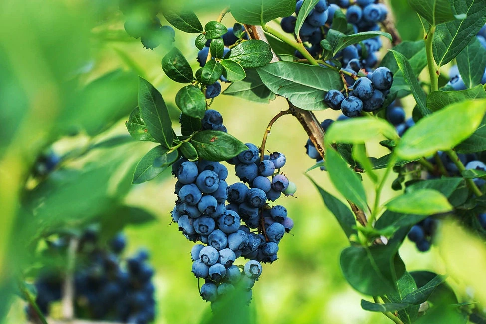 Legacy Blueberry Plant – Live Berry Bush – Vaccinium Corymbosum – 4-8 inches - Image 6