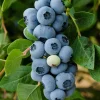 Legacy Blueberry Plant – Live Berry Bush – Vaccinium Corymbosum – 4-8 inches - Image 1