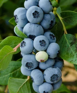 Legacy Blueberry Plant – Live Berry Bush – Vaccinium Corymbosum – 4-8 inches - Image 1