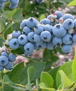 Legacy Southern Highbush Blueberry Live Plant - 2 Year Old Edible Shrub, Outdoor - Image 2
