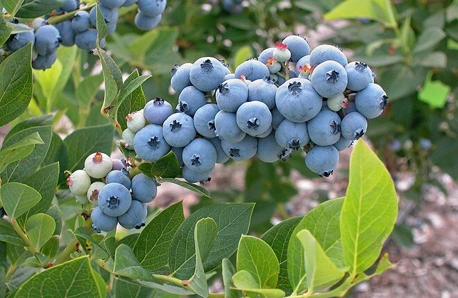 Legacy Southern Highbush Blueberry Live Plant - 2 Year Old Edible Shrub, Outdoor - Image 2