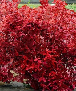 Legacy Southern Highbush Blueberry Live Plant - 2 Year Old Edible Shrub, Outdoor - Image 3