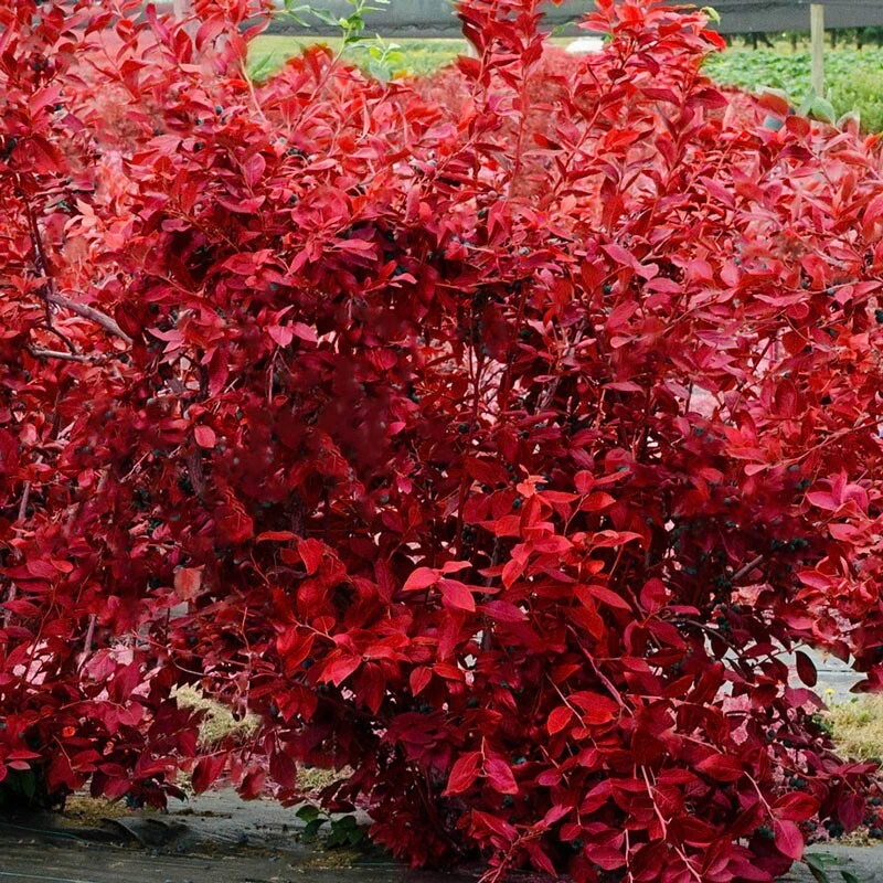 Legacy Southern Highbush Blueberry Live Plant - 2 Year Old Edible Shrub, Outdoor - Image 3