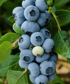 Legacy Southern Highbush Blueberry Live Plant - 2 Year Old Edible Shrub, Outdoor - Image 4