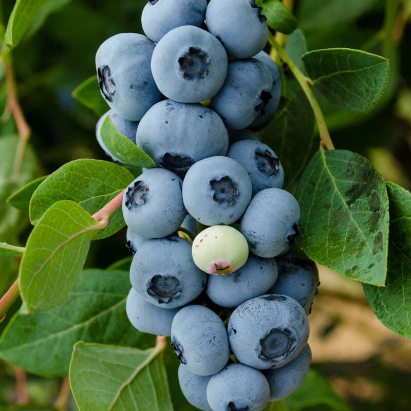 Legacy Southern Highbush Blueberry Live Plant - 2 Year Old Edible Shrub, Outdoor - Image 4