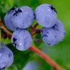 Legacy Southern Highbush Blueberry Live Plant - 2 Year Old Edible Shrub, Outdoor - Image 1