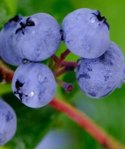Legacy Southern Highbush Blueberry Live Plant - 2 Year Old Edible Shrub, Outdoor - Image 1