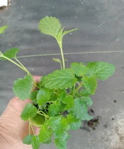 Lemon Balm Live Plants (3 Pack) - 5-8 Inches Tall - Culinary & Medicinal Herb - Image 2
