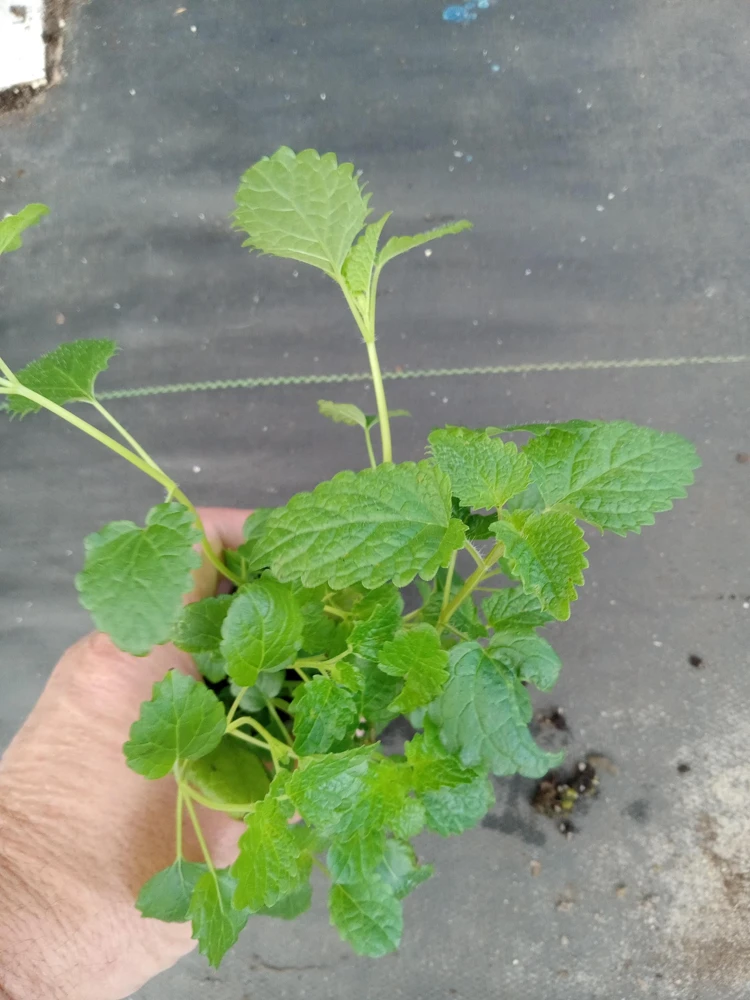 Lemon Balm Live Plants (3 Pack) - 5-8 Inches Tall - Culinary & Medicinal Herb - Image 2