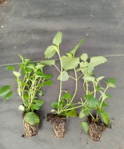 Lemon Balm Live Plants (3 Pack) - 5-8 Inches Tall - Culinary & Medicinal Herb - Image 3