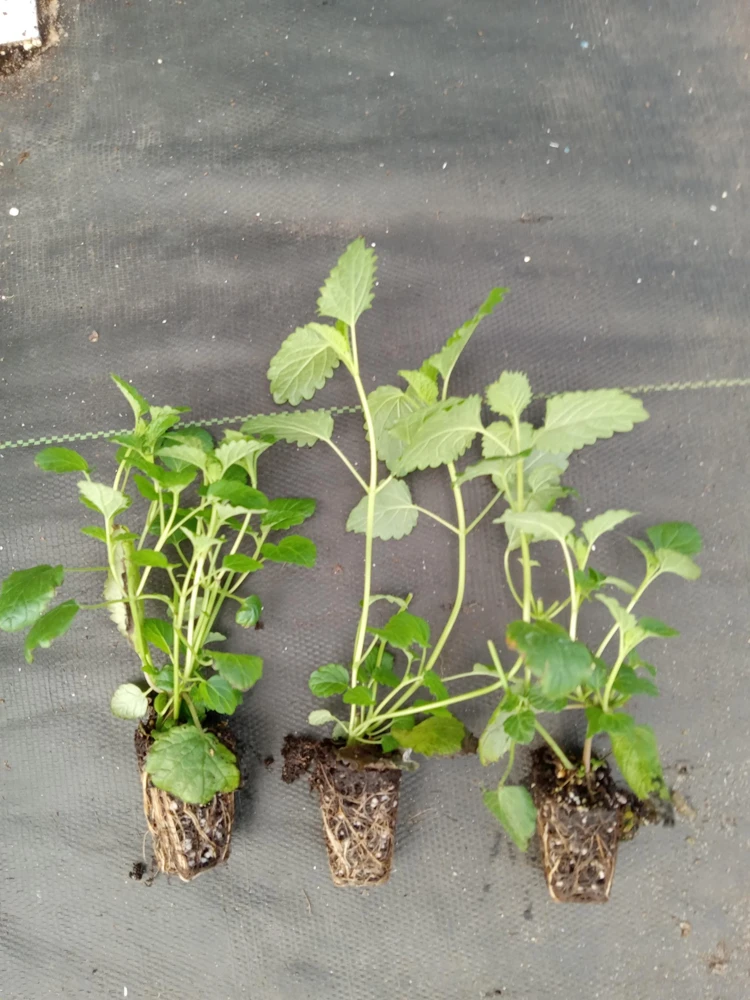 Lemon Balm Live Plants (3 Pack) - 5-8 Inches Tall - Culinary & Medicinal Herb - Image 3