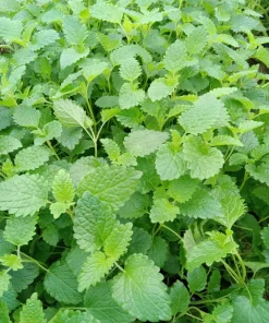 Lemon Balm Live Plants (3 Pack) - 5-8 Inches Tall - Culinary & Medicinal Herb - Image 4