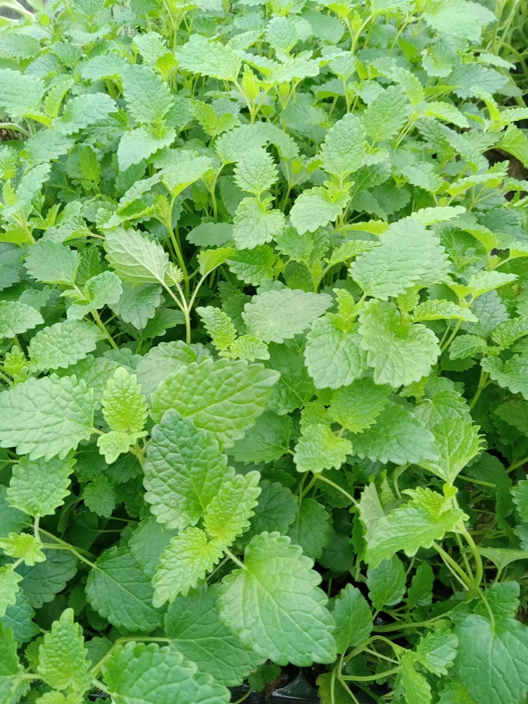 Lemon Balm Live Plants (3 Pack) - 5-8 Inches Tall - Culinary & Medicinal Herb - Image 4