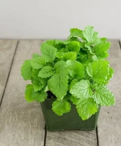 Lemon Balm Live Plants (3 Pack) - 5-8 Inches Tall - Culinary & Medicinal Herb - Image 5