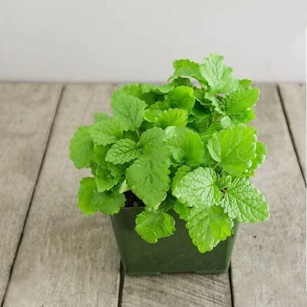 Lemon Balm Live Plants (3 Pack) - 5-8 Inches Tall - Culinary & Medicinal Herb - Image 5