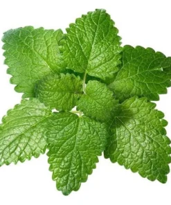 Lemon Balm Live Plants (3 Pack) - 5-8 Inches Tall - Culinary & Medicinal Herb - Image 6