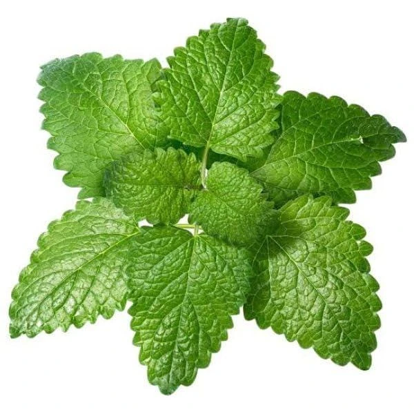 Lemon Balm Live Plants (3 Pack) - 5-8 Inches Tall - Culinary & Medicinal Herb - Image 6