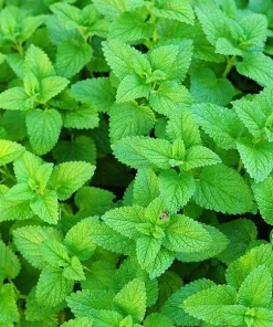 Lemon Balm Live Plants (3 Pack) - 5-8 Inches Tall - Culinary & Medicinal Herb - Image 7