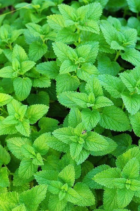 Lemon Balm Live Plants (3 Pack) - 5-8 Inches Tall - Culinary & Medicinal Herb - Image 7