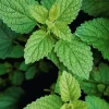 Lemon Balm Live Plants (3 Pack) - 5-8 Inches Tall - Culinary & Medicinal Herb - Image 1
