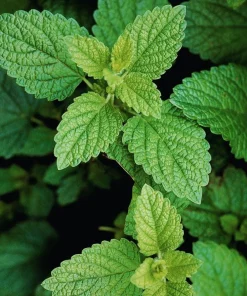Lemon Balm Live Plants (3 Pack) - 5-8 Inches Tall - Culinary & Medicinal Herb - Image 1