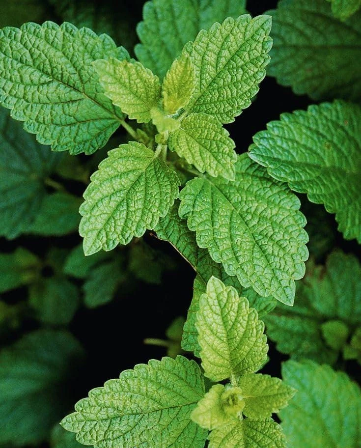 Lemon Balm Live Plants (3 Pack) - 5-8 Inches Tall - Culinary & Medicinal Herb - Image 1