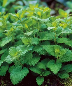 Lemon Balm Seeds - Melissa officinalis - 150 Seed Pack - Fragrant Tea Herb - Image 3