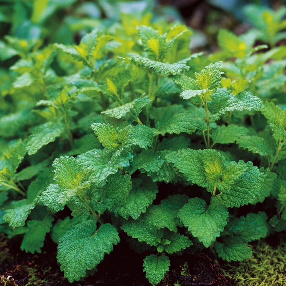 Lemon Balm Seeds - Melissa officinalis - 150 Seed Pack - Fragrant Tea Herb - Image 3