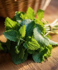 Lemon Balm Seeds - Melissa officinalis - 150 Seed Pack - Fragrant Tea Herb - Image 4
