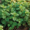Lemon Balm Seeds - Melissa officinalis - 150 Seed Pack - Fragrant Tea Herb - Image 1