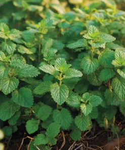 Lemon Balm Seeds - Melissa officinalis - 150 Seed Pack - Fragrant Tea Herb - Image 1