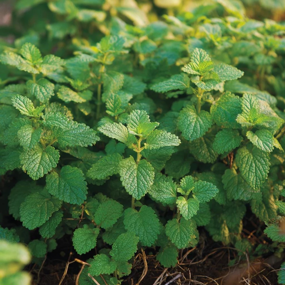 Lemon Balm Seeds - Melissa officinalis - 150 Seed Pack - Fragrant Tea Herb - Image 1