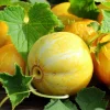 Lemon Cucumber Seeds - 30 Count - Unique Round Yellow Cucumbers for Gardens - Image 1