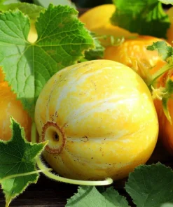 Lemon Cucumber Seeds - 30 Count - Unique Round Yellow Cucumbers for Gardens - Image 1