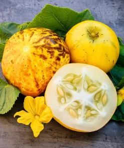 Lemon Cucumber Seeds - 30 Count - Unique Round Yellow Cucumbers for Gardens - Image 2