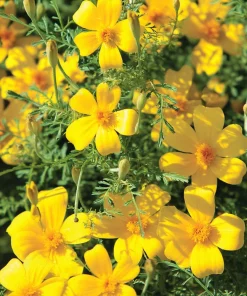 Lemon Gem Marigold Seeds - 50 Seeds - Edible Flowers - Long-Blooming - Image 2