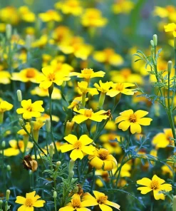 Lemon Gem Marigold Seeds - 50 Seeds - Edible Flowers - Long-Blooming - Image 3