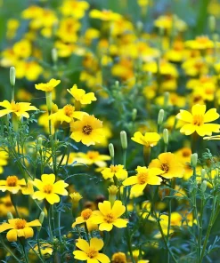 Lemon Gem Marigold Seeds - 50 Seeds - Edible Flowers - Long-Blooming - Image 4