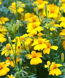 Lemon Gem Marigold Seeds - 50 Seeds - Edible Flowers - Long-Blooming - Image 5
